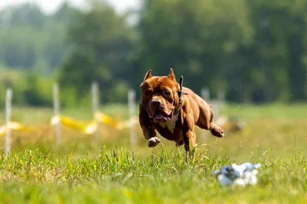 Pit Bull Terrier Courir Chasser Attrait Sur Sport Canin — Photo