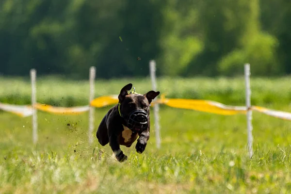 Staffordshire Bull Terrier Běží Poli Soutěži — Stock fotografie