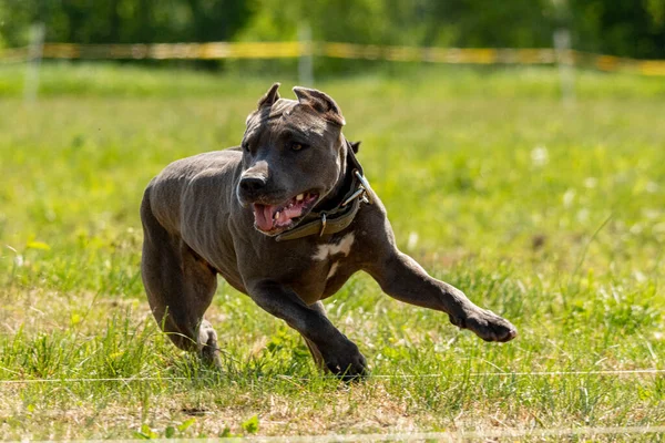 Pit Bull Terrier Correre Inseguire Richiamo Sullo Sport Canino — Foto Stock