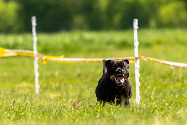 Staffordshire Bull Terrier Campo Sulla Concorrenza — Foto Stock