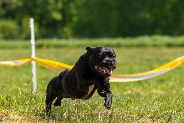 Staffordshire Bull Terrier Running Field Competition — Stock Photo, Image