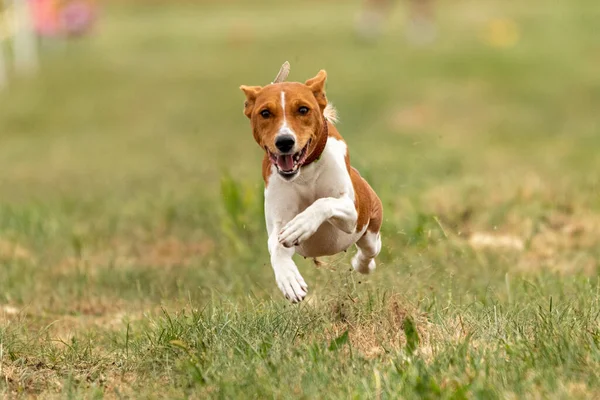 バセンジは犬の競争の最中に地面を持ち上げ ロイヤリティフリーのストック写真