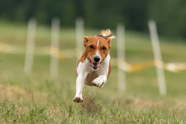 Basenji Opgetild Van Grond Tijdens Hondenrace Wedstrijd Stockafbeelding