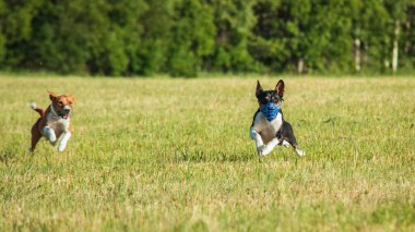 Basenji köpekleri şampiyonluk kursu için koşuyor.