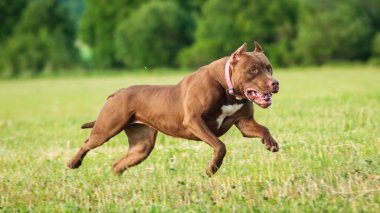 Pitbull köpeği cezbedici sporda son sürat koşuyor.