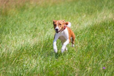 Basenji yavrusu ilk kez köpek sporu yarışmasına katılıyor.
