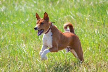 Basenji yavrusu ilk kez köpek sporu yarışmasına katılıyor.