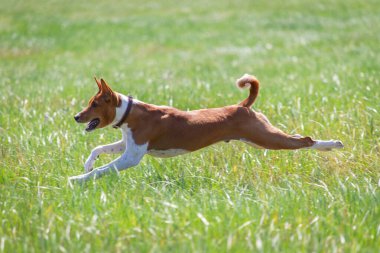 Basenji yavrusu ilk kez köpek sporu yarışmasına katılıyor.