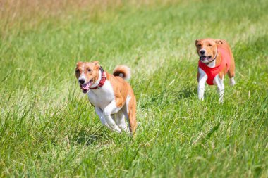 Basenji köpekleri şampiyonluk kursu için koşuyor.