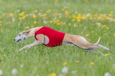 Whippet, tuzak kurma yarışmasında kırmızı ceketli sahada koşuyor.
