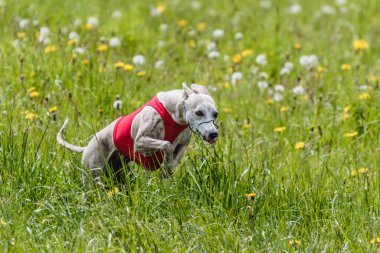Whippet, tuzak kurma yarışmasında kırmızı ceketli sahada koşuyor.