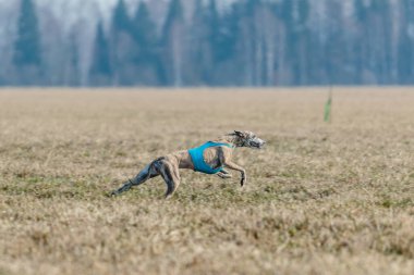 Whippet tuzak kurma yarışmasında ceketli sahada koşuyor.