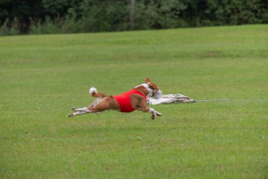 Basenji köpeği köpek yarışı sırasında havalandı.