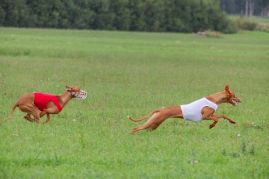 Cirneco Dell etna köpeği son sürat tuzak rotasında koşuyor.