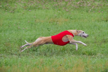Whippet, tuzak kurma yarışmasında kırmızı ceketli sahada koşuyor.