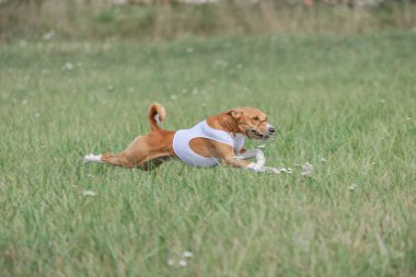 Basenji köpeği köpek yarışı sırasında havalandı.