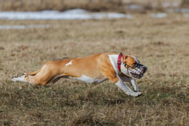 Pitbull köpeği cezbedici sporda son sürat koşuyor.