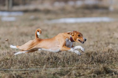 Basenji köpeği köpek yarışı sırasında havalandı.