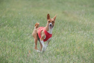 Basenji köpeği yeşil alanda koşuyor. Yem kursu yarışmasında.