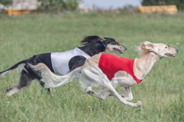 Yarışmada yeşil alanda koşan iki saluki köpeği.