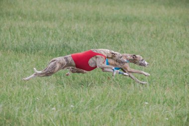 Ceketlerle koşan iki köpekçik yem yarışmasında sahada koşuyor.
