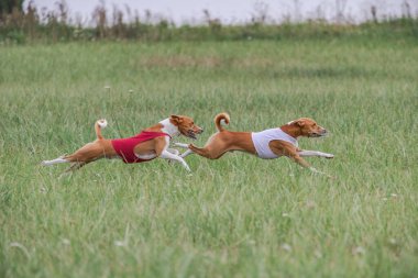 Basenji köpekleri şampiyonluk kursu için koşuyor.