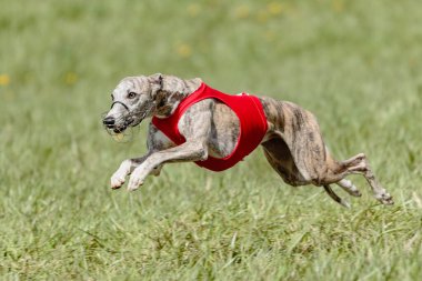 Whippet, tuzak kurma yarışmasında kırmızı ceketli sahada koşuyor.