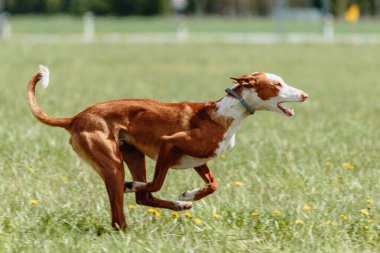 Podenco köpeği son sürat tuzak kurma sporunda koşuyor