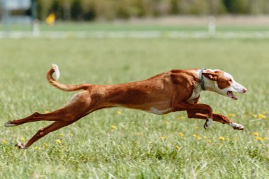 Podenco köpeği son sürat tuzak kurma sporunda koşuyor