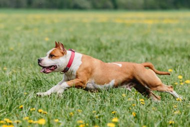 Pitbull köpeği cezbedici sporda son sürat koşuyor.