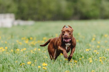 Pitbull köpeği cezbedici sporda son sürat koşuyor.