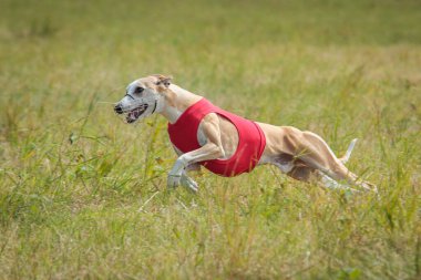 Whippet, tuzak kurma yarışmasında kırmızı ceketli sahada koşuyor.