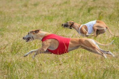 Ceketlerle koşan iki köpekçik yem yarışmasında sahada koşuyor.