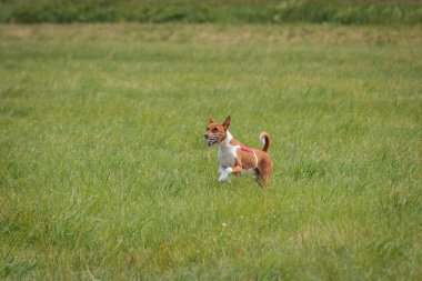 Basenji yavrusu ilk kez köpek sporu yarışmasına katılıyor.