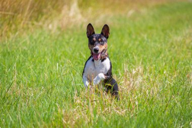 Basenji yavrusu ilk kez köpek sporu yarışmasına katılıyor.
