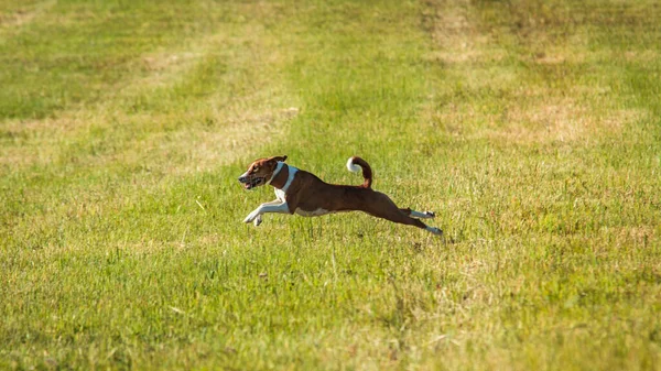 Собаку Бейсджампинга Подняли Земли Время Соревнований Собачьему Бегу — стоковое фото