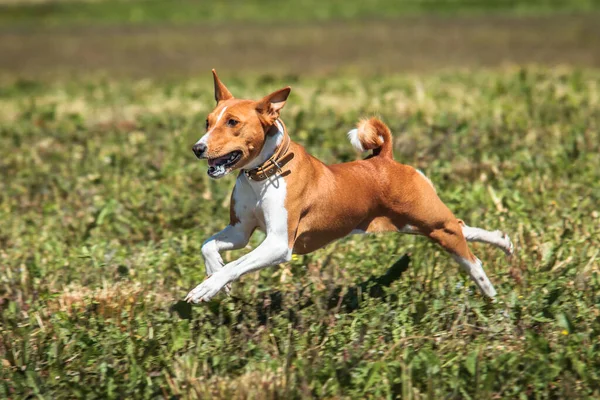 Basenji Hund Lyfte Marken Hundkapplöpningstävlingen — Stockfoto