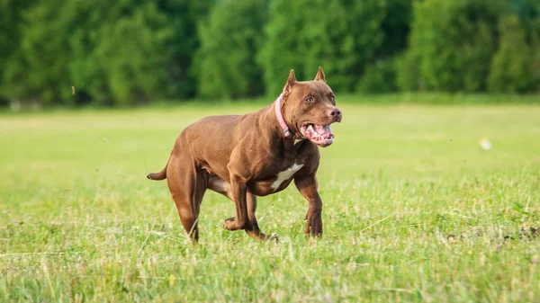 Pit Bull Perro Corriendo Toda Velocidad Señuelo Corriendo Deporte — Foto de Stock