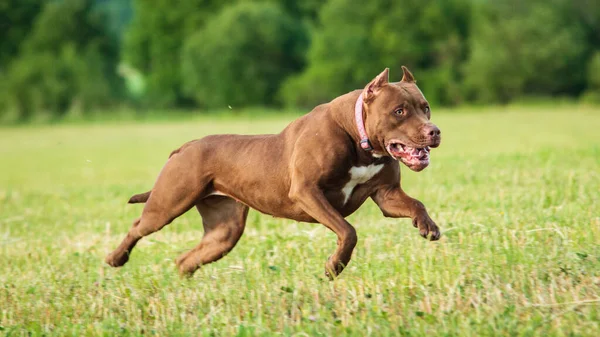 Pit Bull Perro Corriendo Toda Velocidad Señuelo Corriendo Deporte —  Fotos de Stock