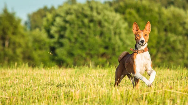 Basenji Puppy First Time Running Dog Sport Competition — Stock Photo, Image
