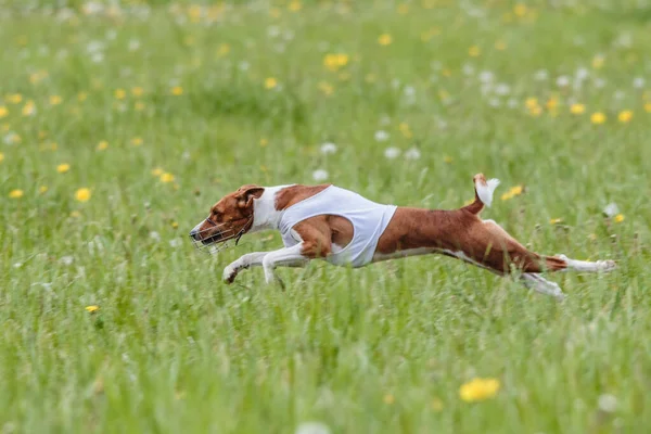 Basenji Kutya Felemelkedett Földről Kutyaversenyen — Stock Fotó