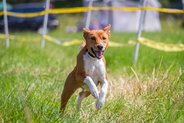 Basenji Kiskutya Első Alkalommal Fut Kutya Sport Verseny — Stock Fotó