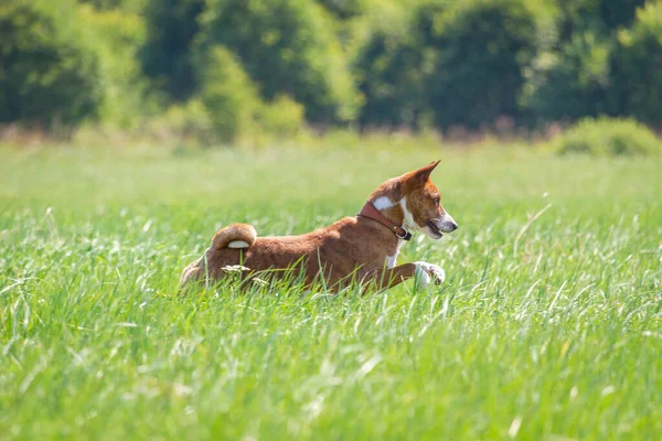 Basenji Yavrusu Ilk Kez Köpek Sporu Yarışmasına Katılıyor — Stok fotoğraf