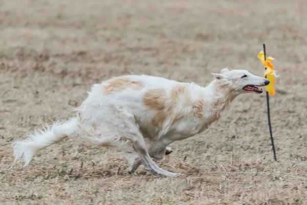 russian borzoi dog running lure coursing competition on green field