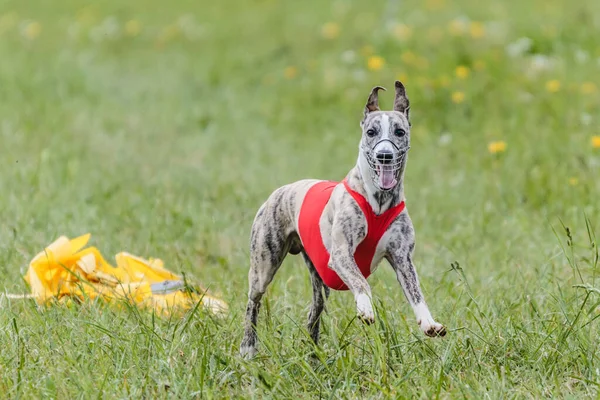 Whippet Correndo Campo Cursos Jaqueta Atrair Competição Cursos — Fotografia de Stock