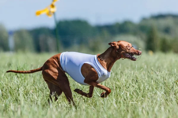 Двоє Собак Бігають Курсовому Полі Змаганнях Приманки — стокове фото