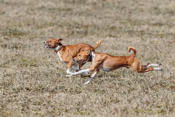 Zwei Basenji Hunde Laufen Qualifikation Für Coursing Meisterschaft — Stockfoto