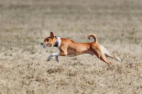Basenji Dog Lifted Ground Dog Race Competition — Stock Photo, Image