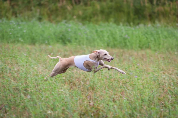 Italiano Perro Galgo Corriendo Señuelo Curso Competencia —  Fotos de Stock