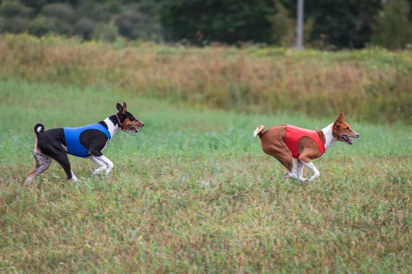 Basenji Perros Corriendo Calificación Para Señuelo Campeonato Carreras —  Fotos de Stock